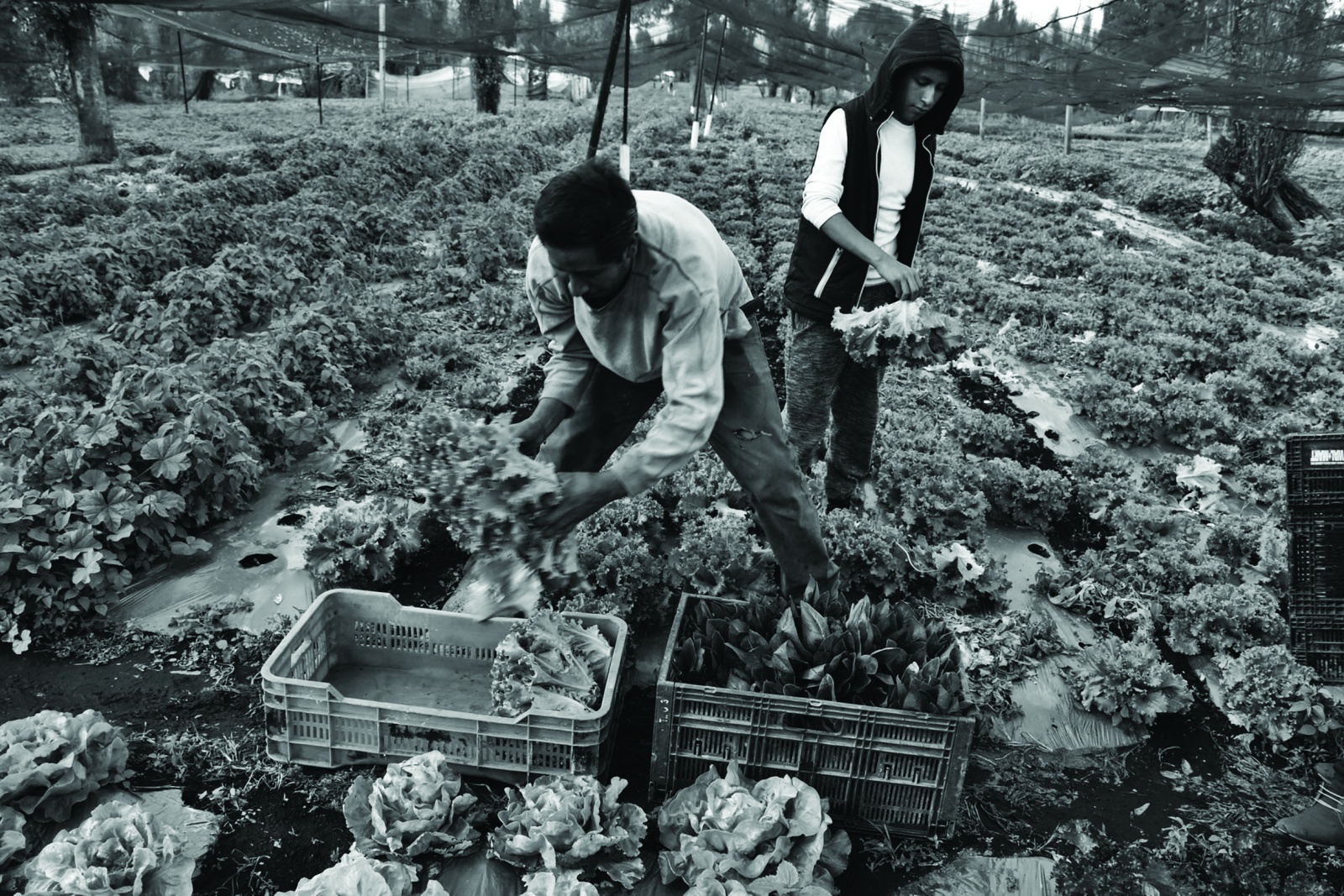 what-were-chinampas-chinampas-were-floating-market-gardens-made-by-the